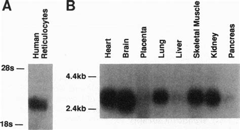 Northern Blot Analysis A Total Rna From Human Reticulocytes B