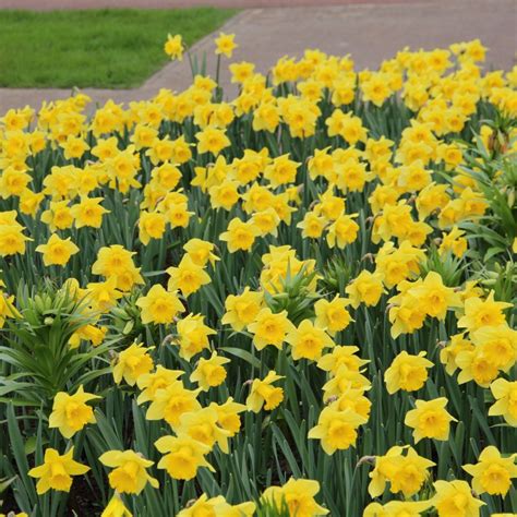 Narcissus Rijnvelds Early Sensation