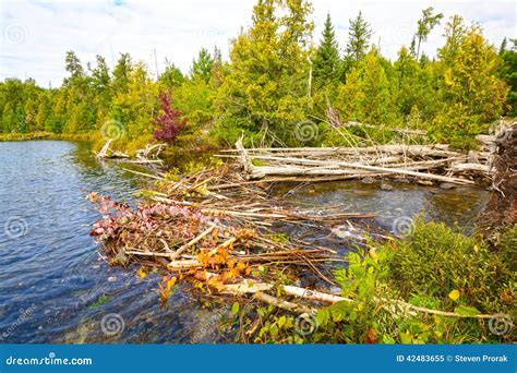 Beautiful Beaver Dams