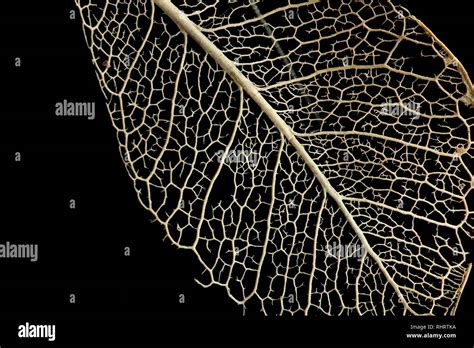 Leaf skeleton hi-res stock photography and images - Alamy