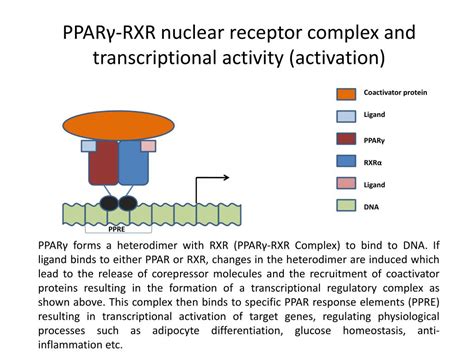 PPT PPAR γ RXR nuclear receptor complex and transcriptional activity