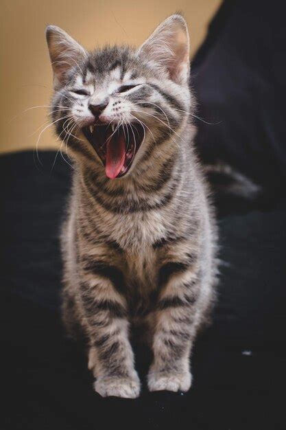 Premium Photo Close Up Of Cat Yawning While Sitting On Chair