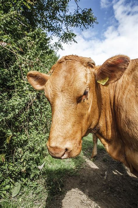 South Devon cattle - Stock Image - C017/7305 - Science Photo Library