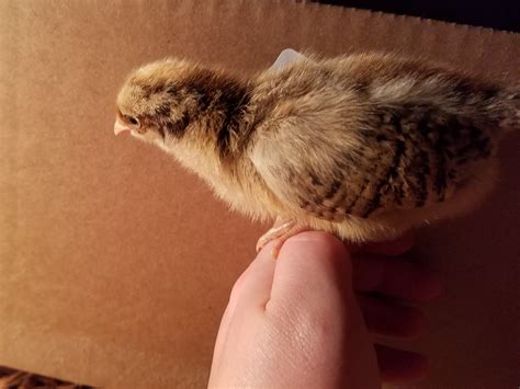 Skip The Bag: Ameraucana Chickens