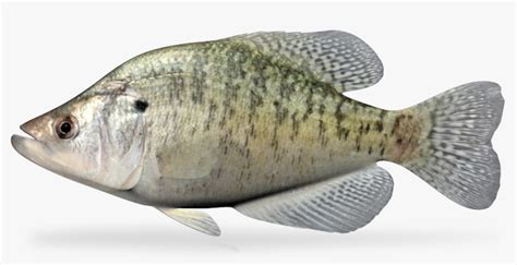 3d Model Pomoxis Annularis White Crappie