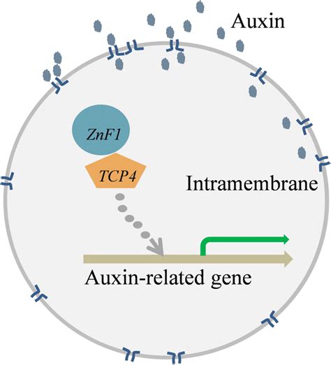 The Signal Pathway Diagram For The Role Of Znf Znf Enhances Or