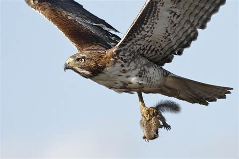 What Do Hawks Eat? [Learn The Hawks Varied Diet] - Birdwatching Buzz