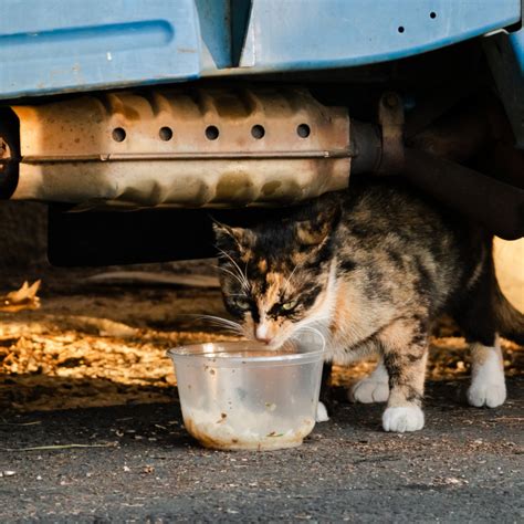 Los 5 alimentos más tóxicos para los gatos We Pet