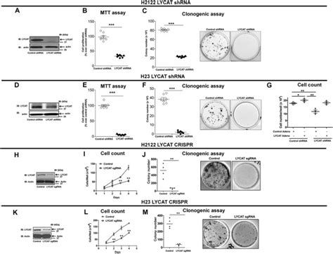 Lysocardiolipin Acyltransferase Regulates Nsclc Cell Proliferation And