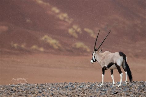 Oryx Maxime Briola Flickr