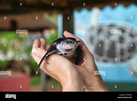 Sauvetage Des Tortues Au Sri Lanka Banque De Photographies Et Dimages