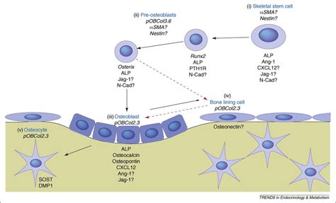 Differentiation Of Skeletal Stem Cells Along The Osteoblast Lineage In