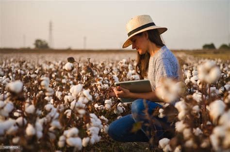 Enhancing The Cotton Farming Efficiency in India - CityofTips