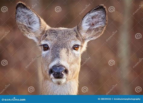 Big Doe Eyes Stock Photography - Image: 28039432