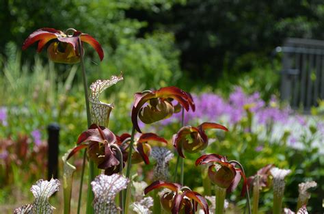 Pitcher Plants in the West Island Garden are Thriving - Lewis Ginter Botanical Garden