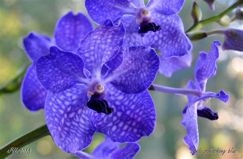 Vanda Pakchong Blue Vanda Doctor Anek X Vanda Coerulea