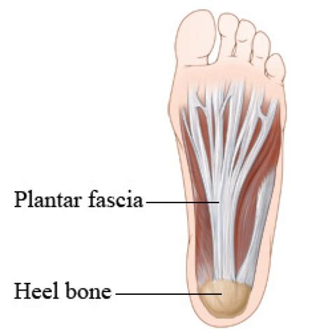 A Simple Runner’s Guide To Foot Anatomy Runnerclick