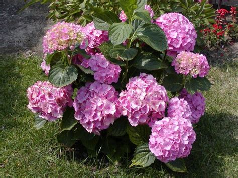 Como realizar o plantio da Hortência Hydrangea macrophylla