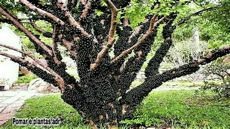 Essa T Cnica Seu P De Jabuticaba Vai Produzir Vezes Mais