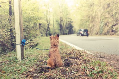 Cómo acabar con el abandono de animales causas y soluciones Las