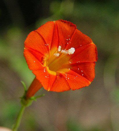 Ipomoea Coccinea L Red Morning Glory Alabama Plants