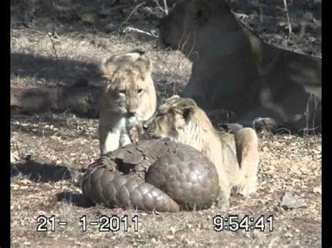 LIONS V S PANGOLIN FIGHT IN GUJRAT INDIA YouTube