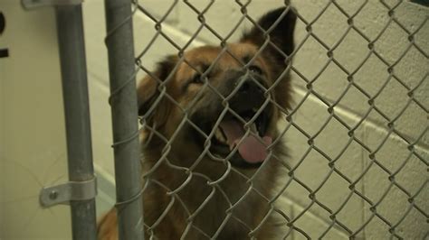 Wake County Animal Center in the running for $10K grant - ABC11 Raleigh ...