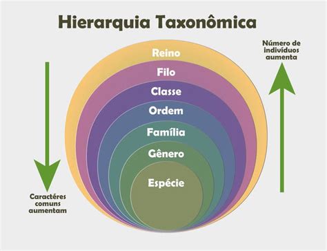 Taxonom A Biolog A Reino