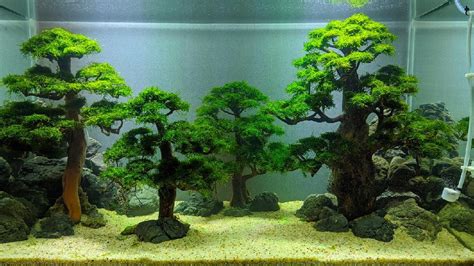 Tanaman Aquascape Tanpa Co2 Homecare24