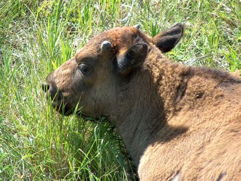 Where RV Now? Bison in the Badlands - Photos