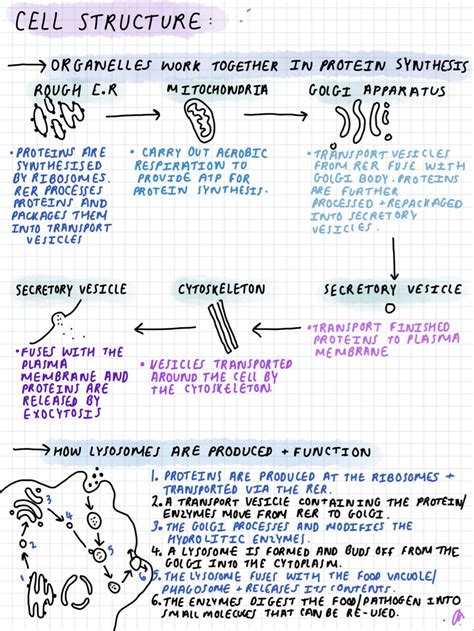 Protein Synthesis Revision Notes Cell Structure Topic 1 Biology A Level