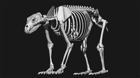 3D Grizzly Bear Skeleton Model - TurboSquid 2049677