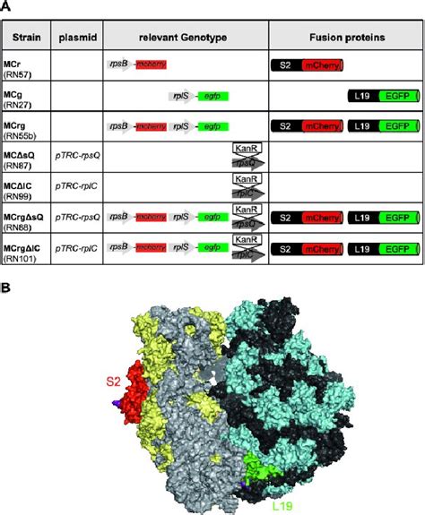 Figure 1 From Validation Of A Fluorescence Based Screening Concept To