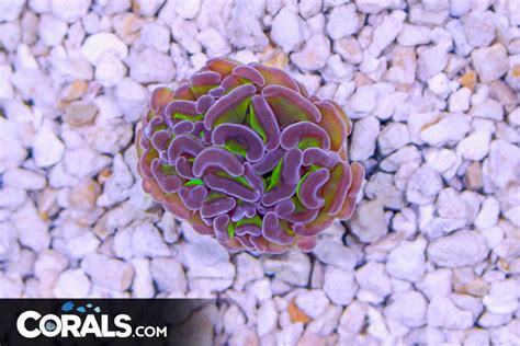 Branching Hammer Australia Neon Stems Purple Tips Head Corals