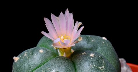 Peyote Características Cuidados Y Todo Lo Que Debes Saber Sobre Esta Planta Suculenta Desconocida