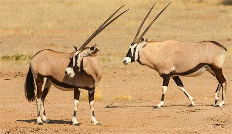 The Gemsbok: Discover the Secrets of Africa's Desert Antelope