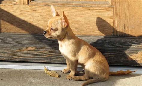 Chihuahua - the world's smallest dog breed - K9 Research Lab