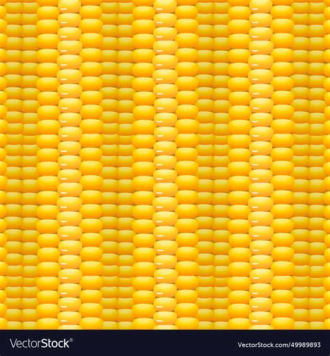 pattern  corn kernels royalty  vector image