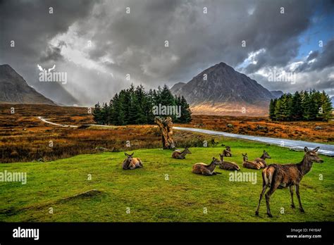 Red Deer In The Scottish Highlands Waiting On The Storm To Pass Stock