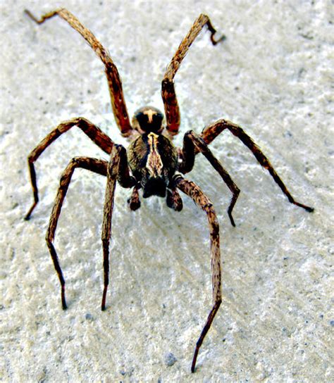 Huntsman Spider CreationWiki The Encyclopedia Of Creation Science