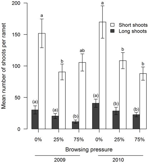 Growth Allocation In Short And Long Shoots In Betula Glandulosa