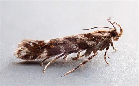 Aristotelia Ericinella Suffolk Micro Moths The Micro Moths Of Suffolk