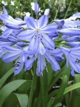 Agapanthe Black Pantha Agapanthus Le Jardin Du Pic Vert