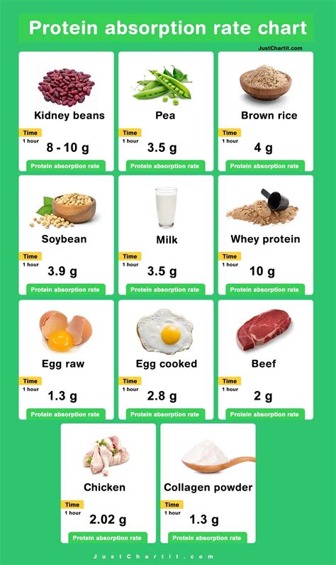 Protein Absorption Rate Chart Per Hour Digestion Time