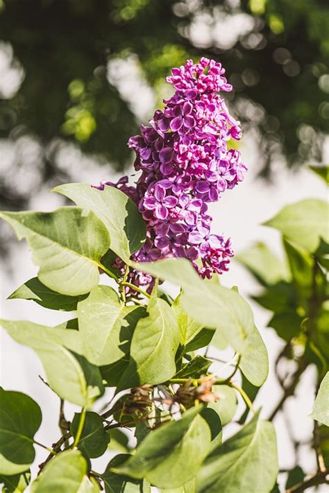 Lilac Flowers Plant Free Photo On Pixabay Pixabay