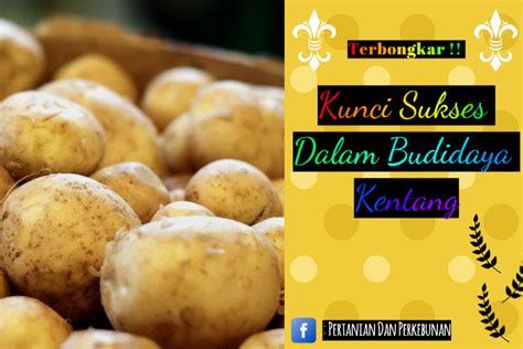 Terbongkar Kunci Sukses Dalam Budidaya Kentang