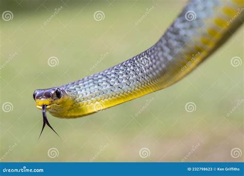 Common Tree Snake stock image. Image of dendrelaphis - 232798623