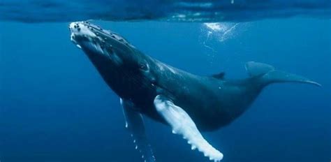 Descubren por qué las ballenas no sufren daños cerebrales al nadar