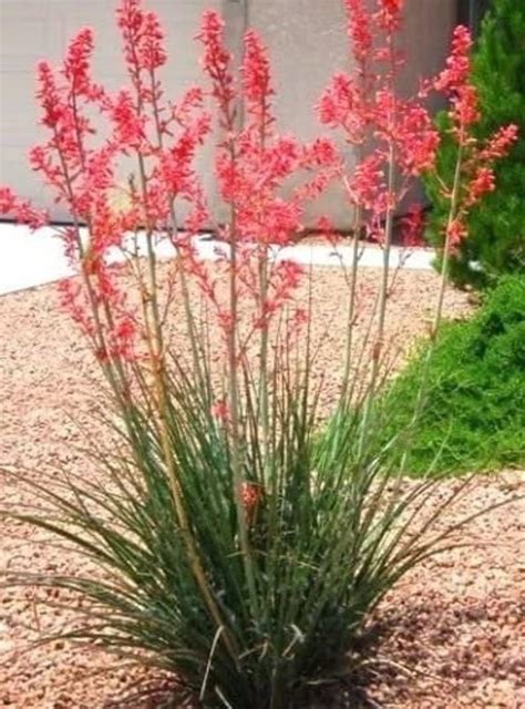 Red Yucca Seeds Hesperaloe Parviflora Rubra 25 Seeds