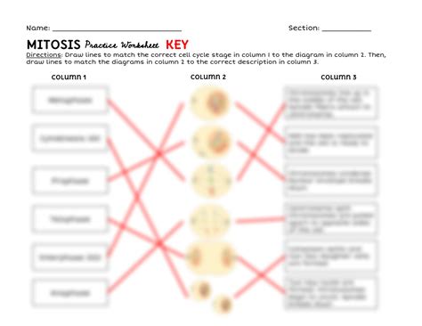 Solution Mitosisandcellcyclepracticeworksheetkey Studypool